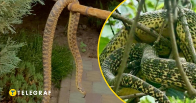 В Находке змеи заползают в дома и пугают жителей &mdash; одно видео попало в сеть