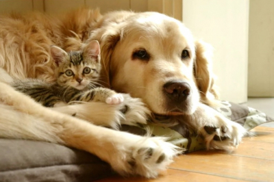 В Подмосковье раскрыто жестокое обращение с животными в платной передержке Dogtown