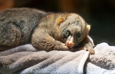 В Московском зоопарке появился на свет детёныш редкого потто
