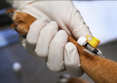 Женщине ампутировали конечности после того, как ее облизала собака